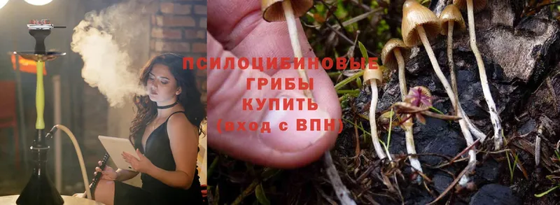 Галлюциногенные грибы Cubensis  Гаджиево 